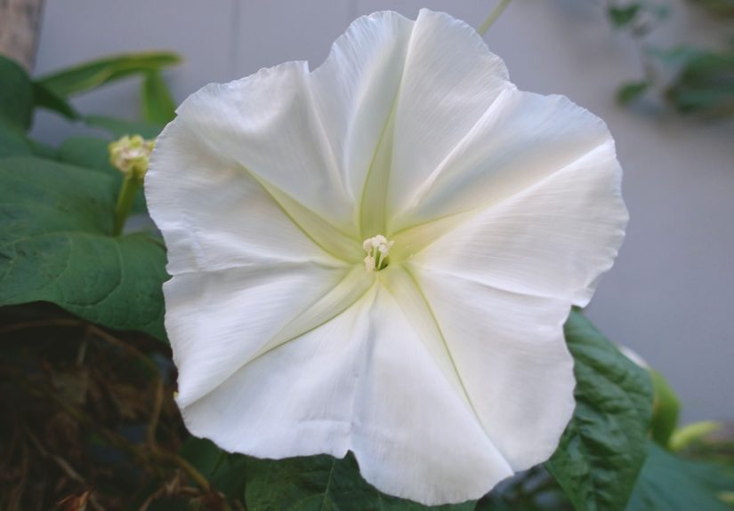 How to Plant and Grow Moonflower Vine