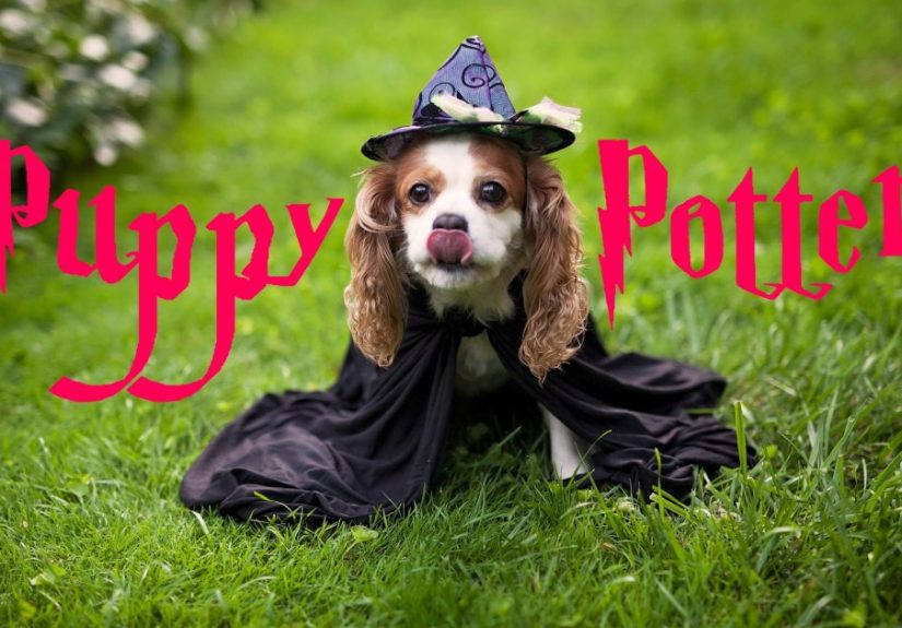 My Dog Thinks She’s Harry Potter