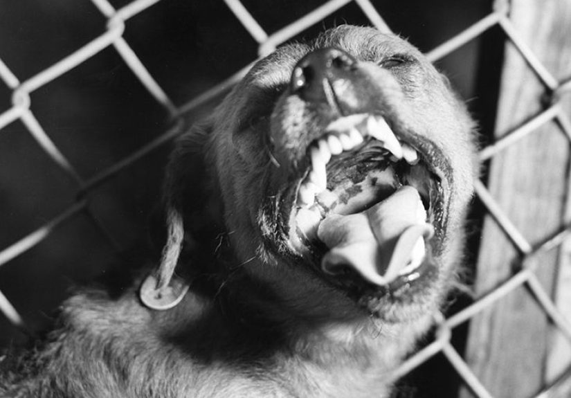 Rabies: Symptoms, Causes, Vaccine, Treatment, and Prevention