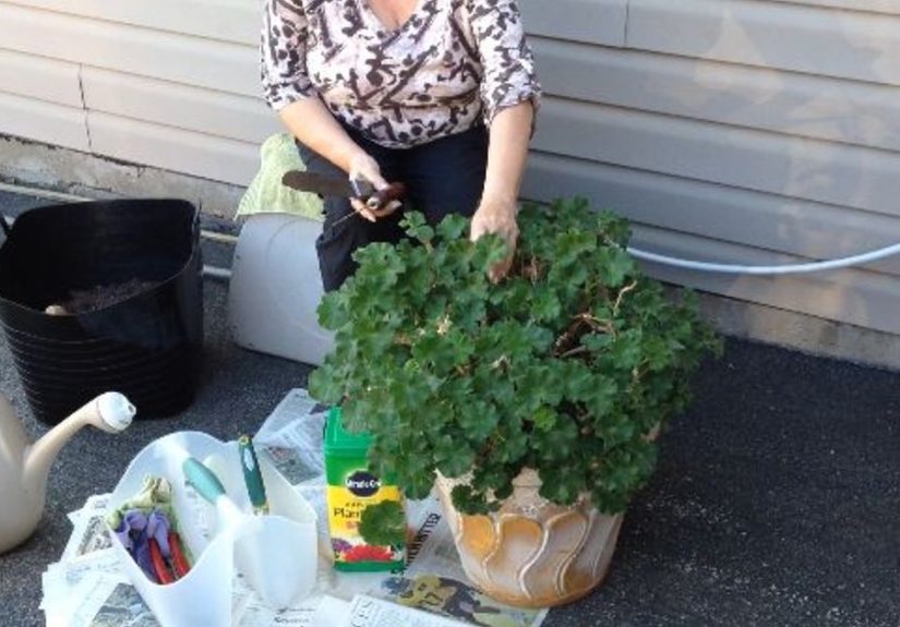 Separating and Repotting Geraniums