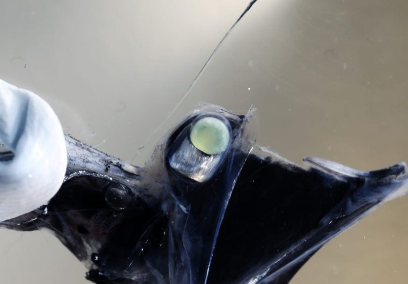 Some Fish Can See in Color at 5,000 Feet Below Sea Level