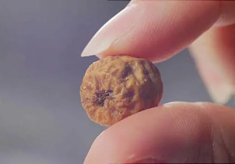 Video on Health Benefits and History of Tiger Nuts