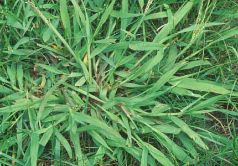 What Are Lawn Weeds Trying To Tell You About Your Yard? - This Old House