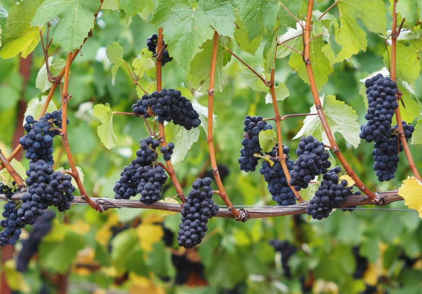 What Is Pinot Noir Wine?