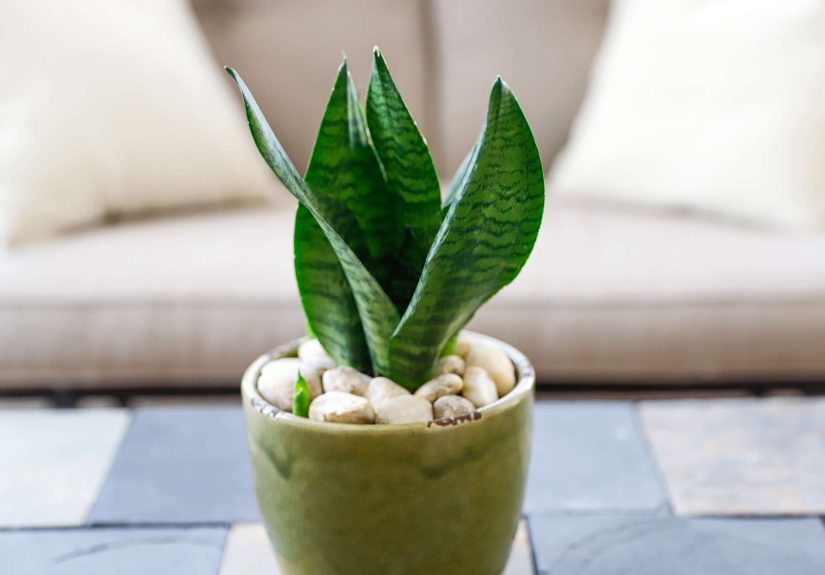 Why Are My Snake Plant Leaves Turning Yellow? 7 Causes and How to Fix It