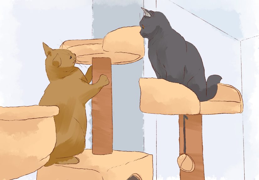 Why Is My Cat Licking Its Fur Off? How to Stop Overgrooming in Cats