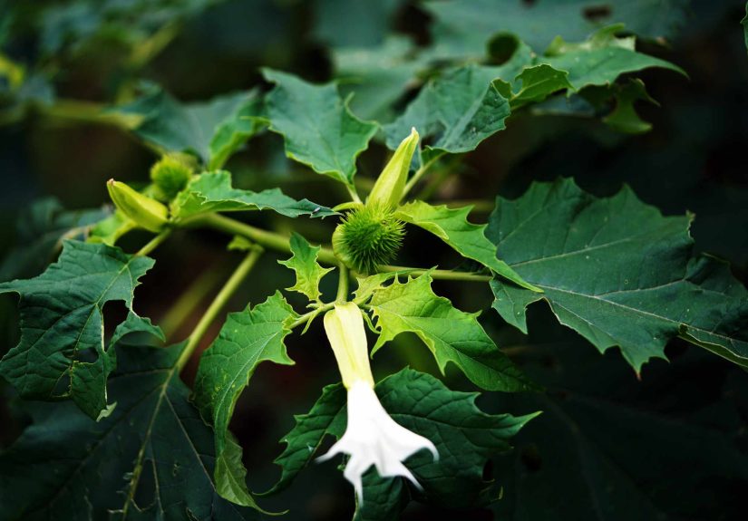 Why You Should Pull Jimsonweed Right Now Before It Spreads or Harms Pets