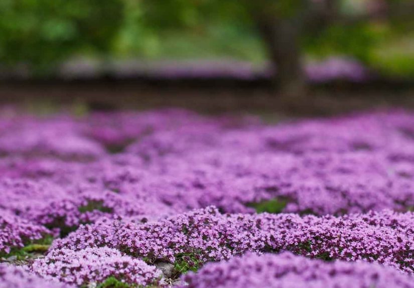 10 Flowering Groundcovers