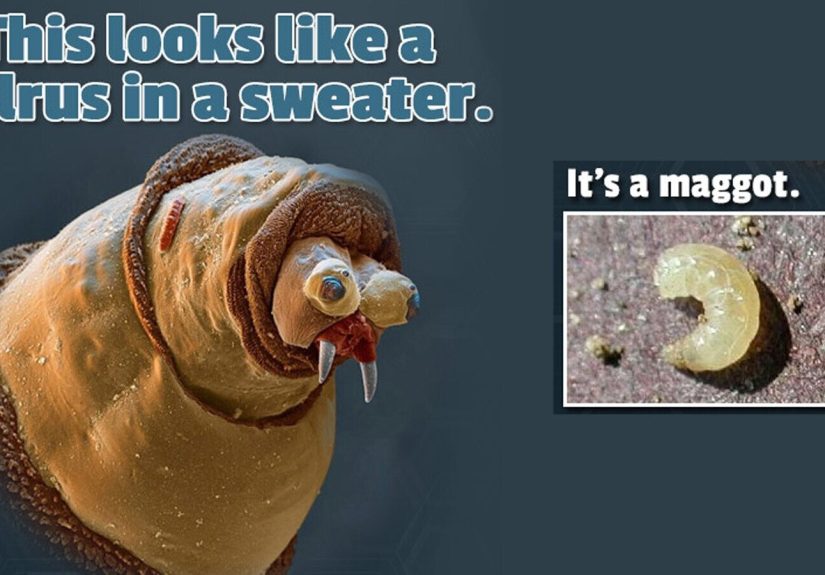 27 Ordinary Things That Look Horrifying Under A Microscope