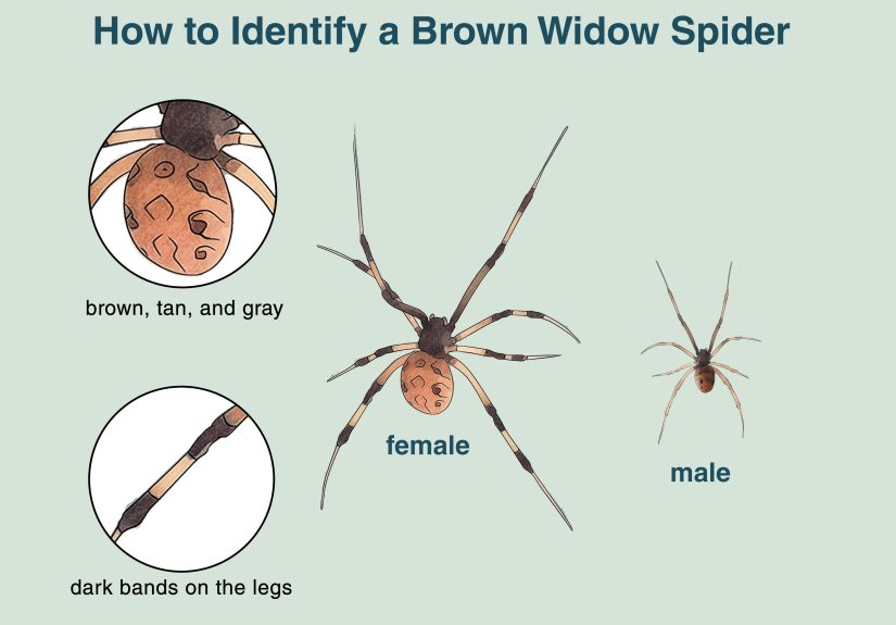 3 Ways to Identify a Brown Widow Spider