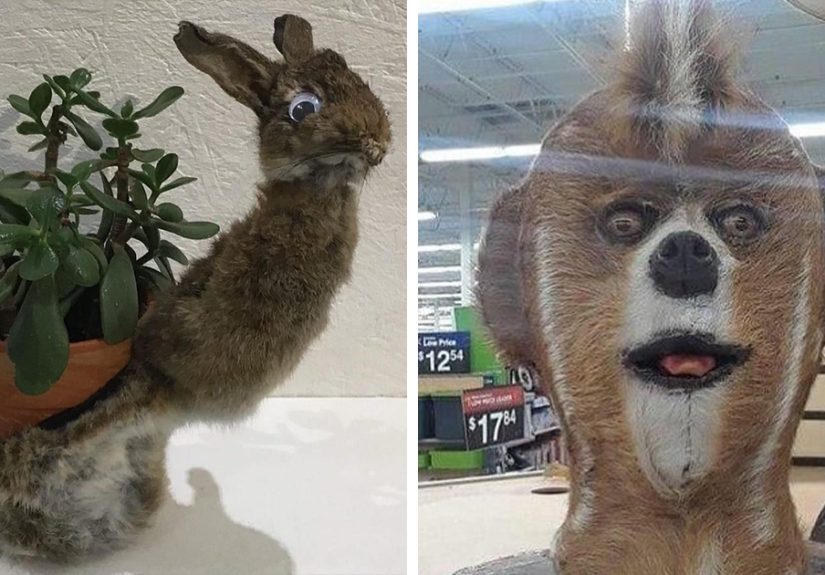 30 Taxidermy Fails From This IG Page That Are So Bad They’re Good