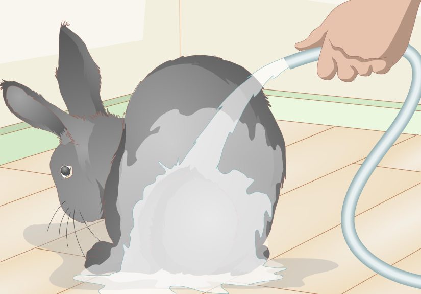5 Ways to Get Skunk Smell Out of the House