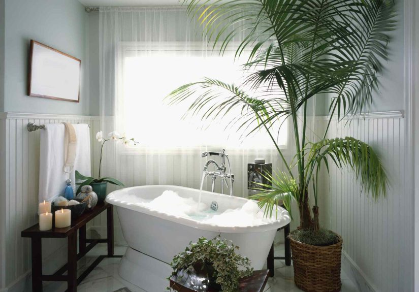 8 Plants That Thrive Without Much Light (I've Grown Them for Years)