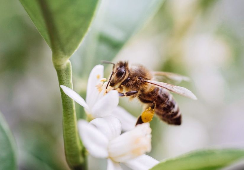 Bee Pollen Side Effects: Safety Considerations and Cautions