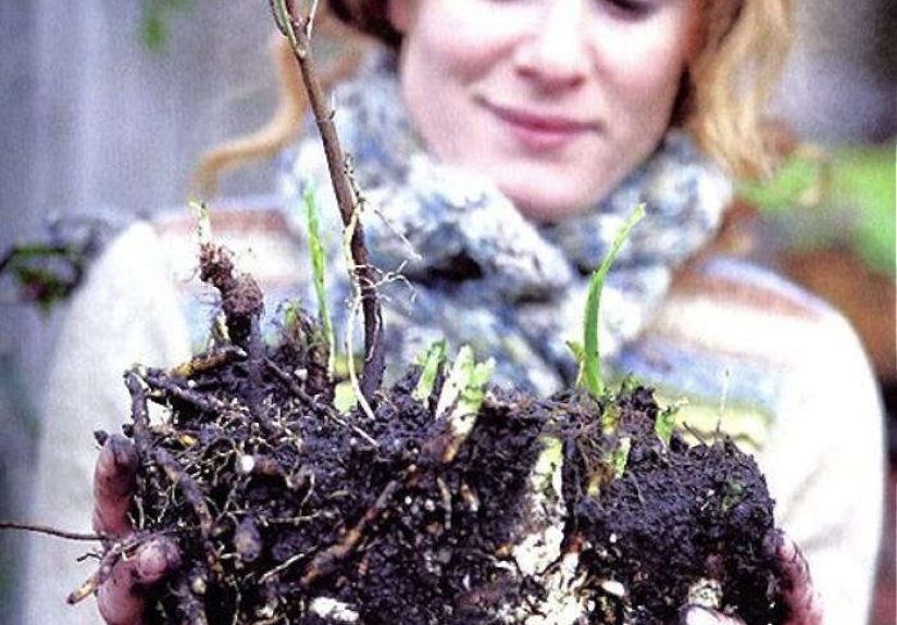 Britain's Can-Do Garden Guru