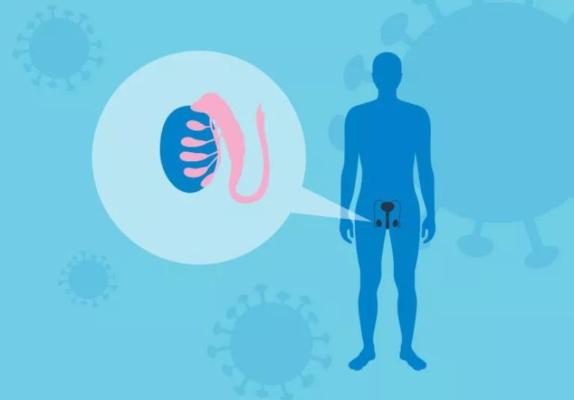 Can the COVID Vaccine Affect Your Testicles?