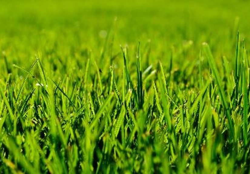 Can You Cut Wet Grass With an Electric Mower?