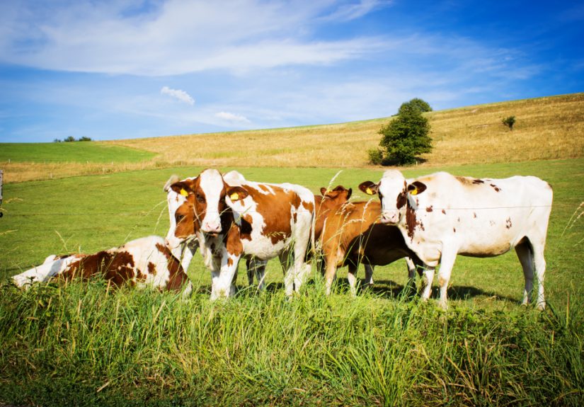 Consumers are losing the war against meat antibiotics