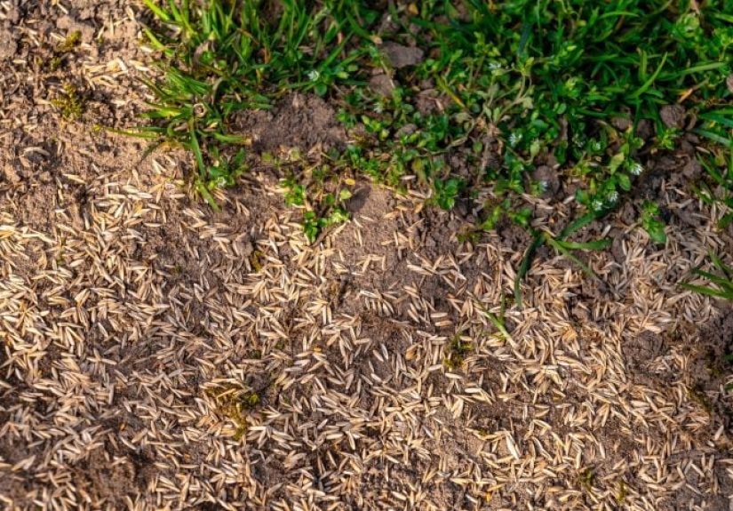 Fall Grass Seed Planting Tips for a Lush, Healthy Lawn