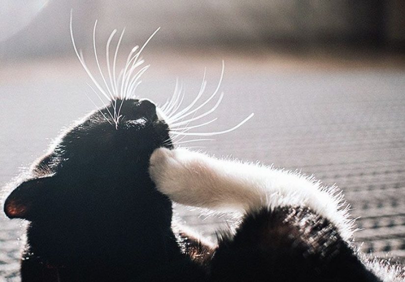 Fleabites: Symptoms, causes, risks, and treatment