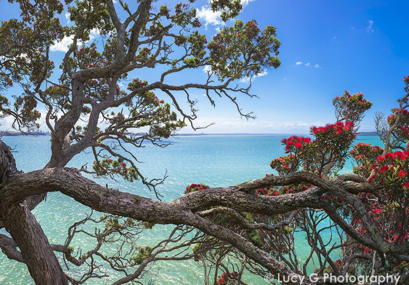 Hey, Pandas, Photoshop This Photo (Closed)