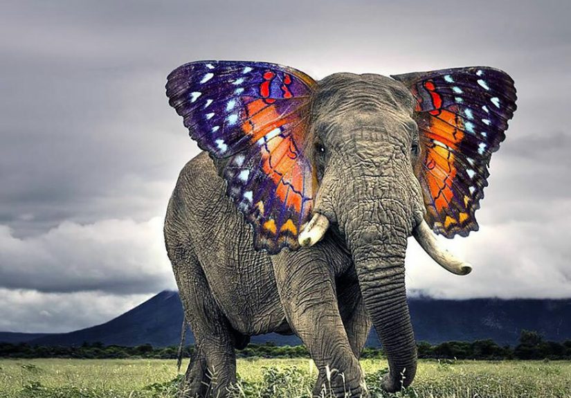 Hey Pandas, Take Your Favorite Animals And Draw Them Combined!