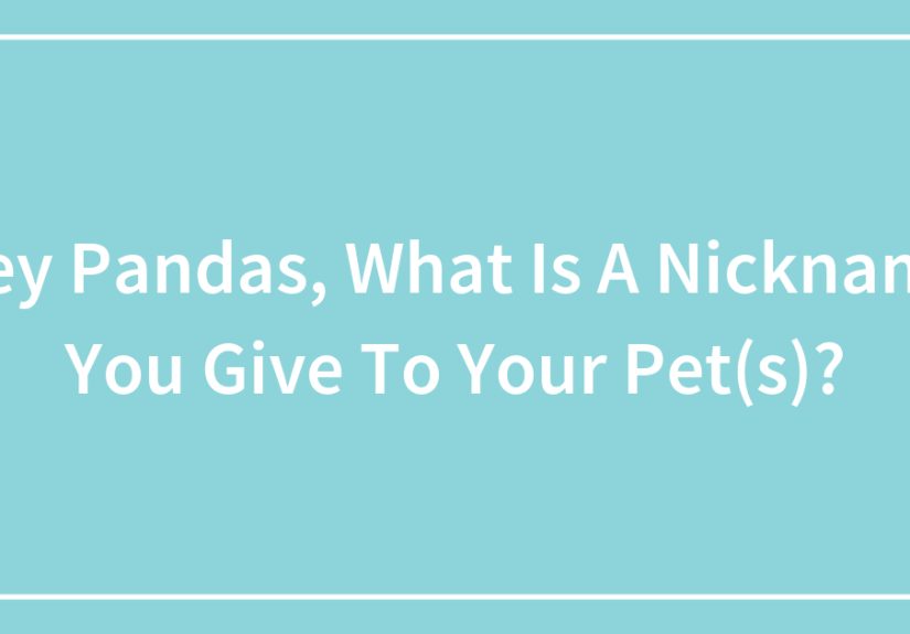 Hey Pandas, What Is A Nickname You Give To Your Pet(s)?