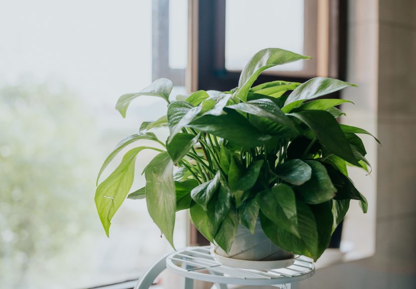 How Often to Water a Pothos Plant So It Thrives for Years to Come