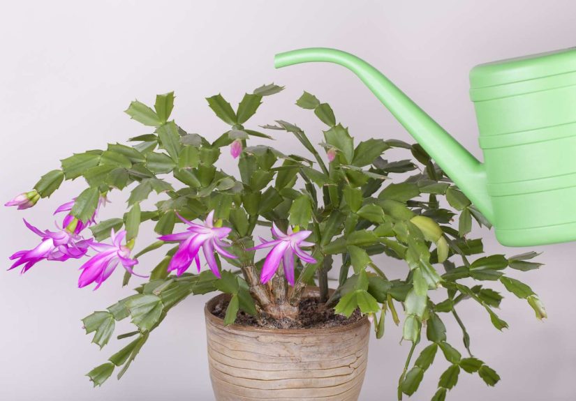 How to Care for a Christmas Cactus So It Blooms Brightly Every Year