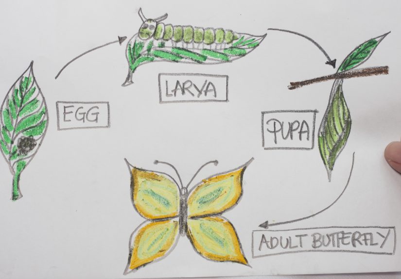 How to Draw the Parts of a Butterfly Life Cycle: 5 Steps
