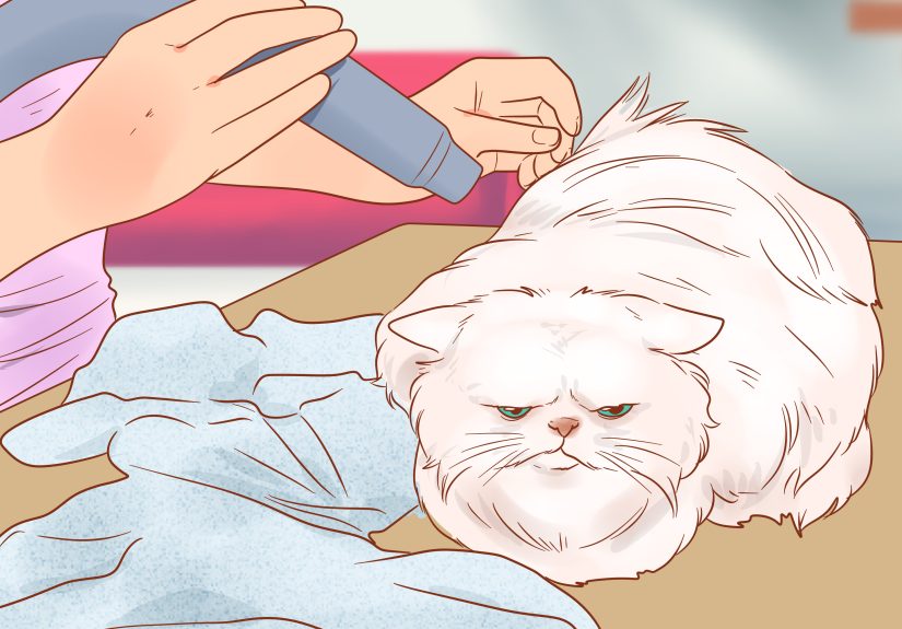 How to Groom a Persian Cat