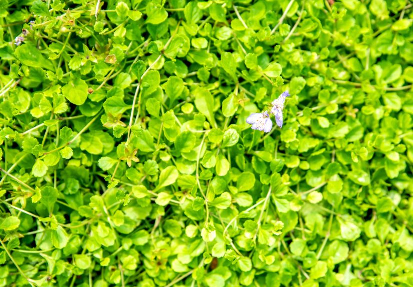 How to Grow and Care for Creeping Mazus