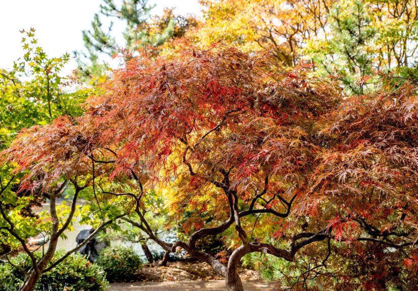 How to Grow and Care for Inaba Shidare Japanese Maple