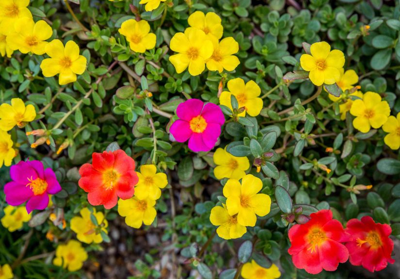 How to Grow and Care for Moss Rose