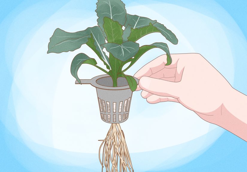 How to Grow Plants Using Hydroponics for Beginners