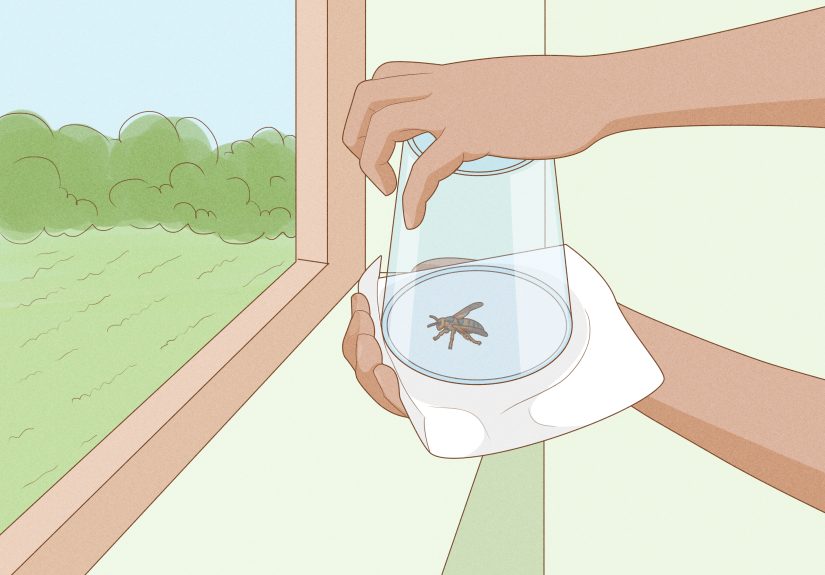 How to Make a Wasp Trap at Home with Seasonal Baits