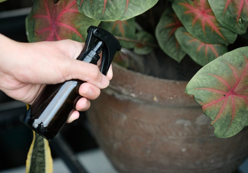 How to Make Homemade Cat Repellent: 5 DIY Recipes