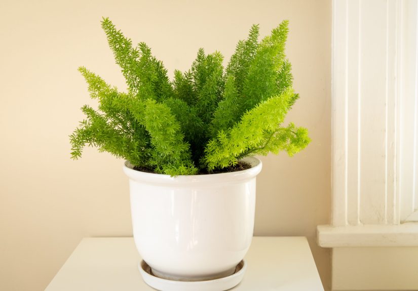 How to Plant and Grow Asparagus Fern