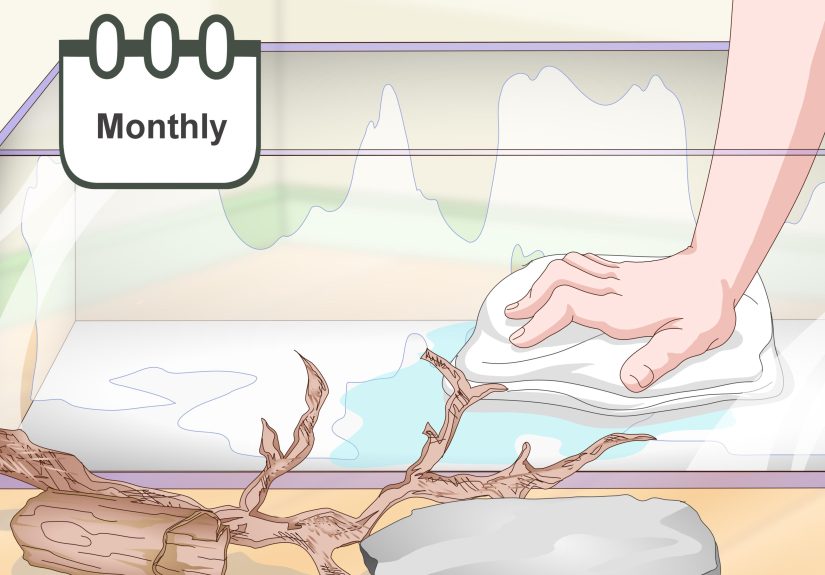 How to Set Up a Pacman Frog Enclosure: 14 Steps