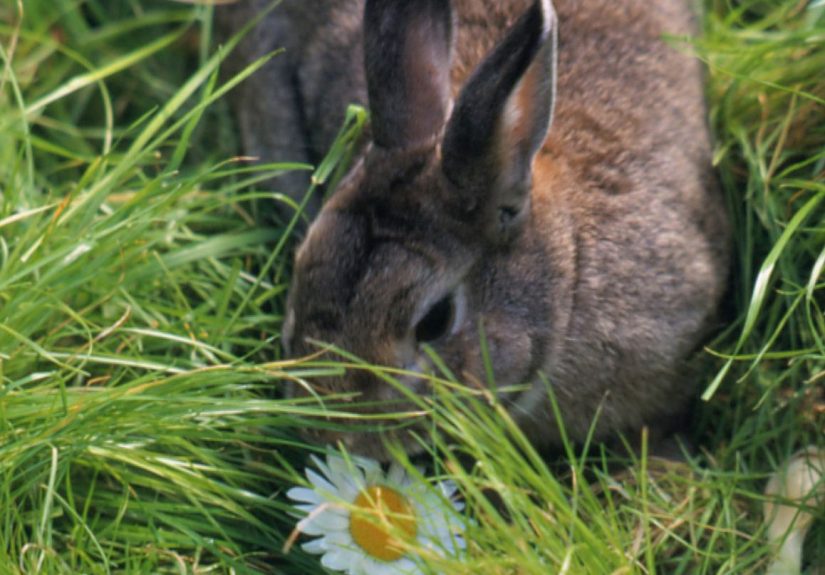 How to Stop Rabbits from Eating Plants in Your Garden