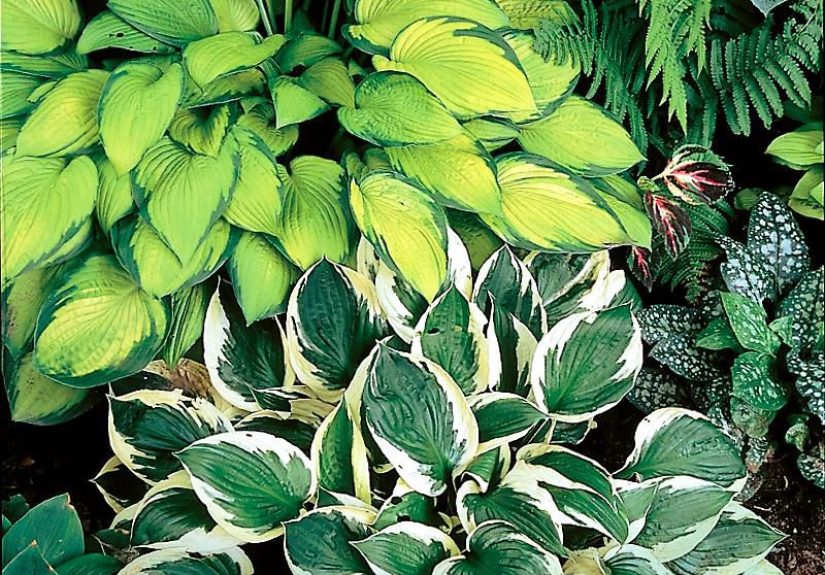How to Stop Slugs from Chewing Holes in Hosta Leaves