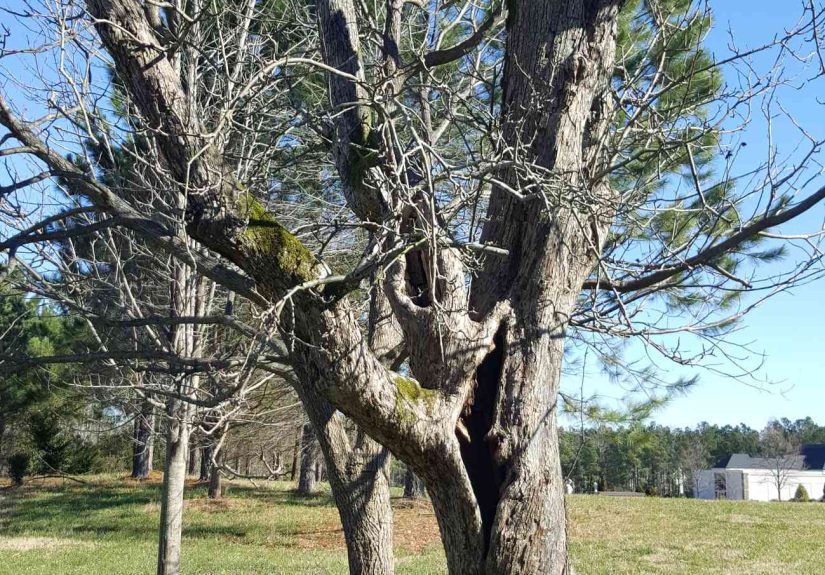 How to Tell If a Tree Is Dead: 6 Signs to Look For