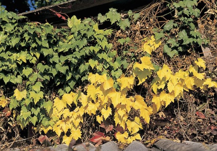 How to Transplant Wild Grapes