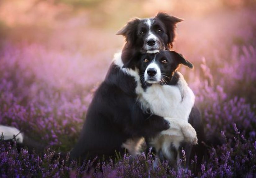 I Capture The Pure Happiness Of Dogs All Over The World In My Photographs (30 New Pics)