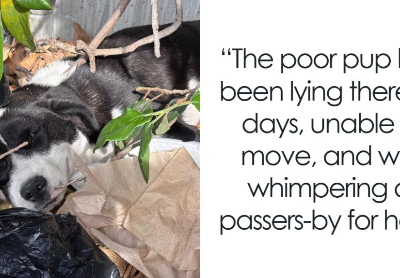 Netizens’ Hearts Are Melting After Injured Doggo Gets Rescued From Trash Pile, Nursed Back To Health