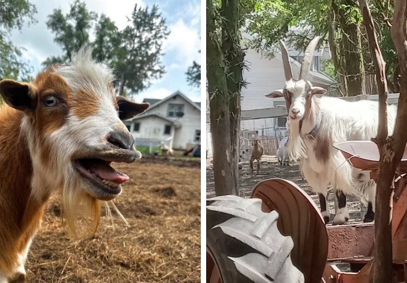 Rescue Goats And Sheep Living Their Best Life (37 Pics)