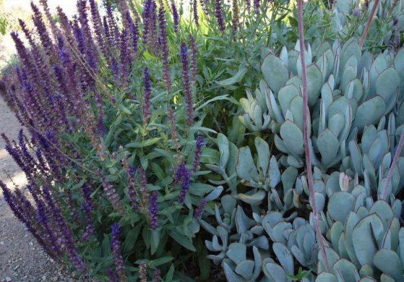 Salvia nemorosa ‘Caradonna’