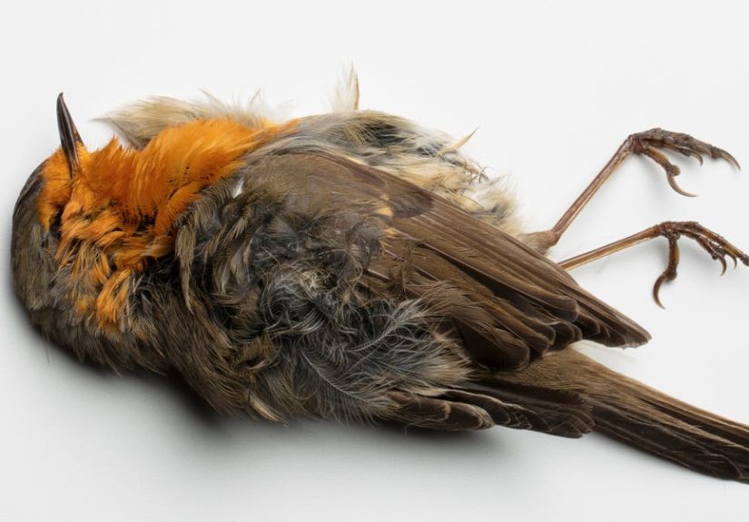 Scientists Are Turning Dead Birds Into Drone Zombies