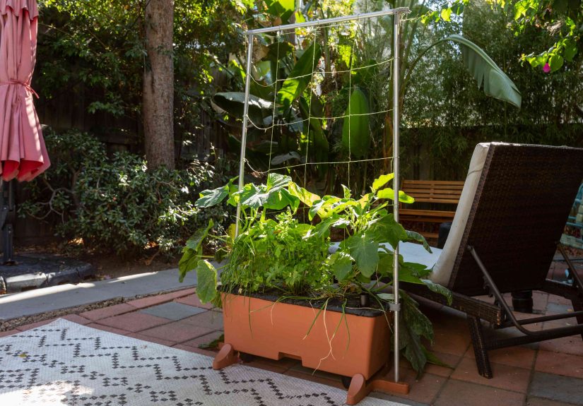 Six Great Containers for Growing Vegetables