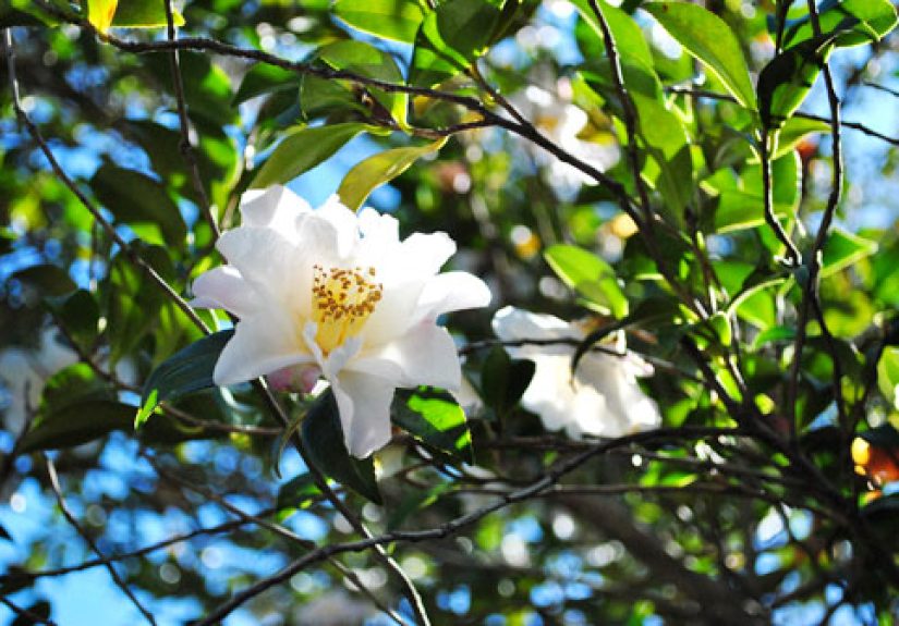 Spring Flowers Are Blooming